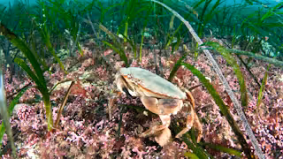 A crab walking across a seabed covered in maerl and seagrass.