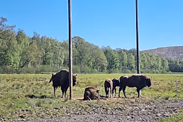 Three adult European bison and two young ones in a field with trees and mountains in the background.