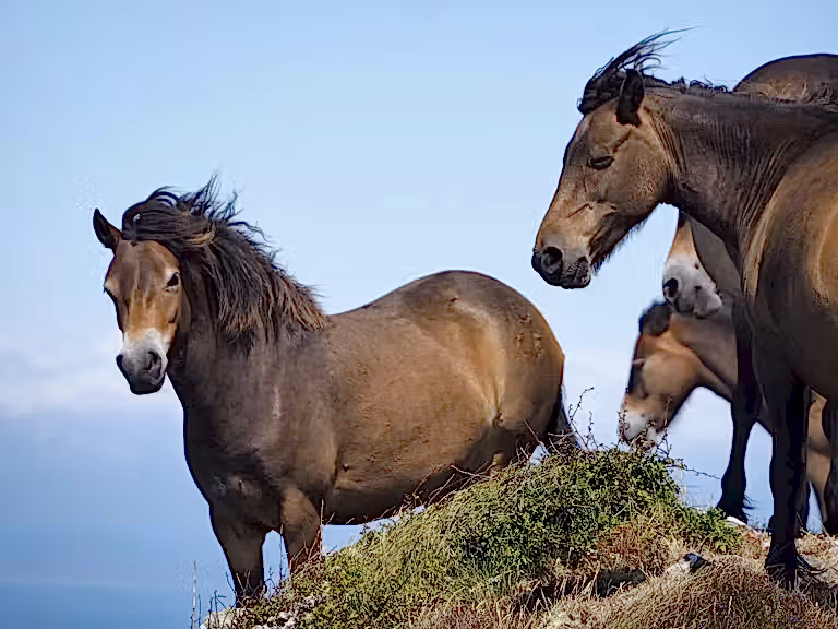 Konik horses on peak