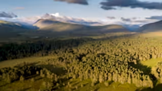 Abernethy forest at dawn, Cairngorms National Park, Scotland.