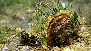 Common oyster on seabed