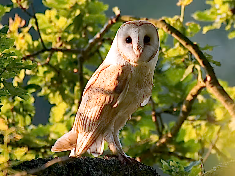 Barn owl in oak tree