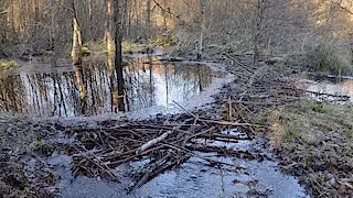 Beaver dam
