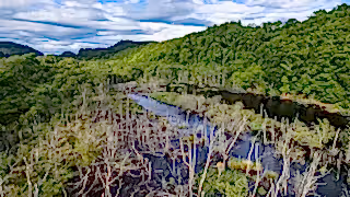 Beaver habitat in Knapdale forest