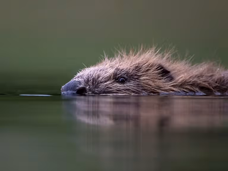 Beaver Swimming