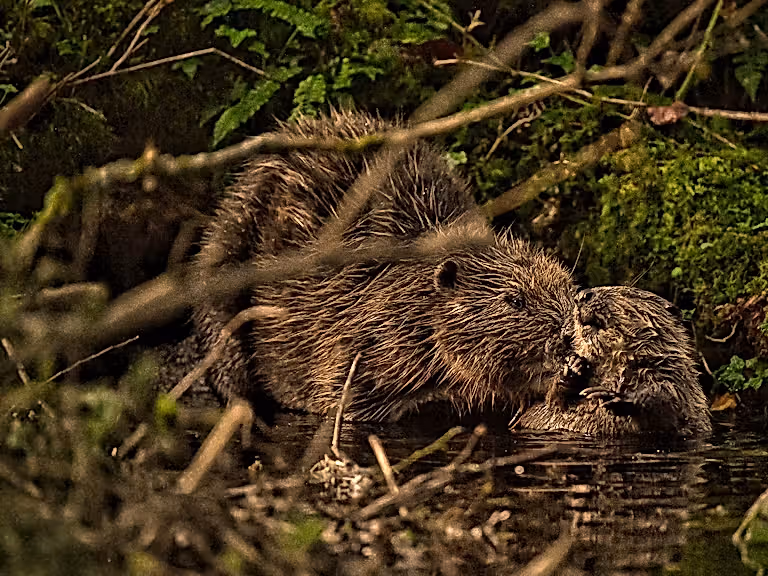 Beavers at Cabilla Cornwall
