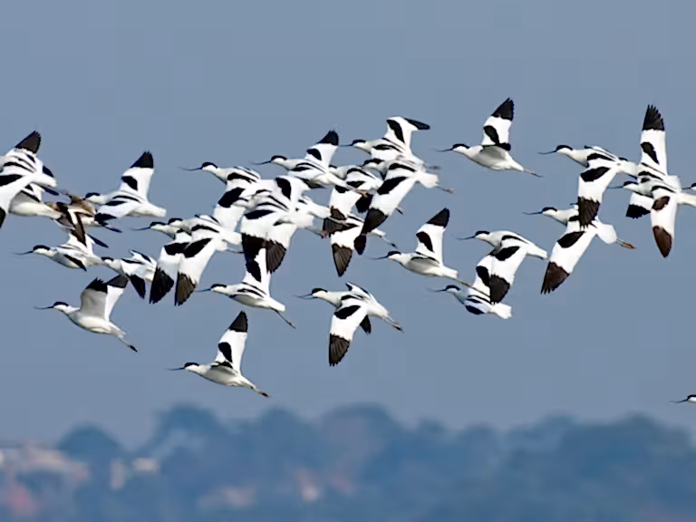 Flock of Avocets flying