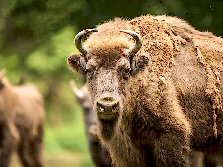Bison