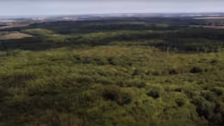 An aerial view of the expansive, dense canopy of Blean Woods under a clear sky.