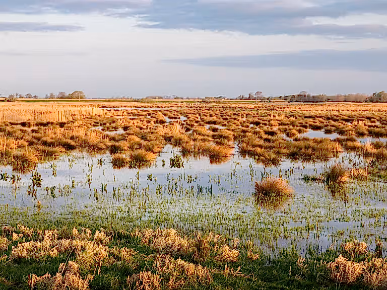 Wetlands at Wicken Fen