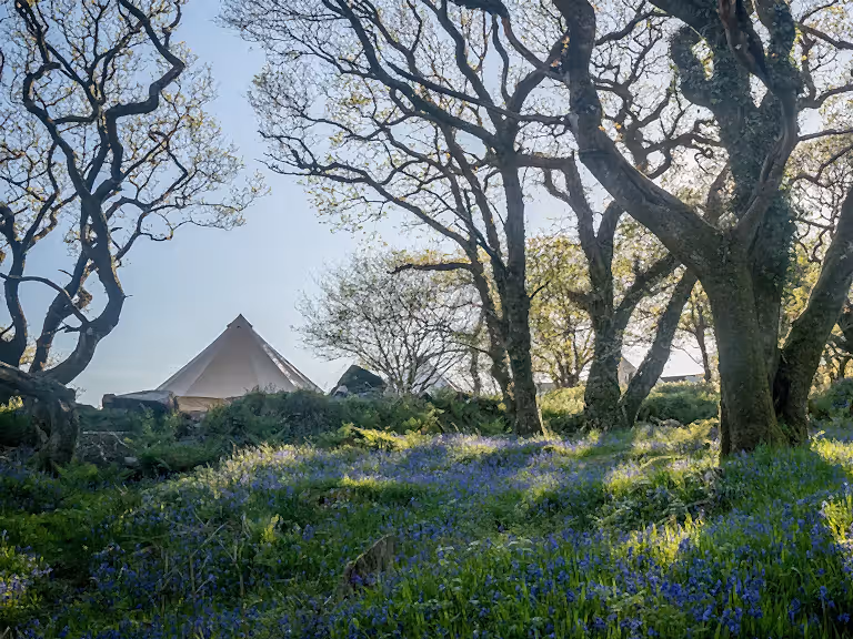 Glamping tent at Cabilla in a meadow filled with bluebells, Cornwall