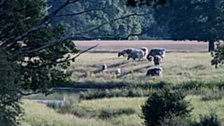 Cattle grazing in scrub with calves, Knepp.