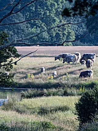 Cattle grazing in scrub with calves, Knepp.
