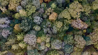 Close-up autumn forest canopy, Lake District, UK.