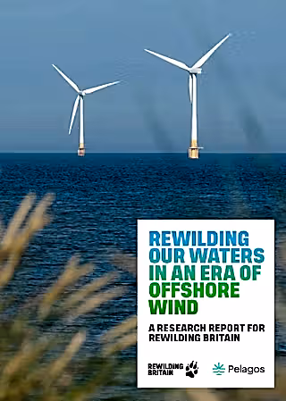 Cover of the research report showing an offshore wind turbine and with the text 'Rewilding our waters in an ear of offshore wind'