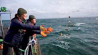 People releasing oysters into sea