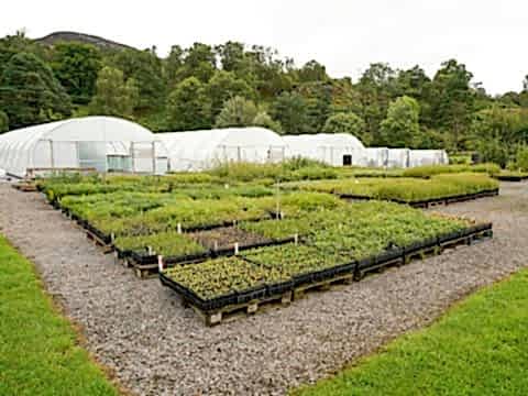 Dundreggan Nursery