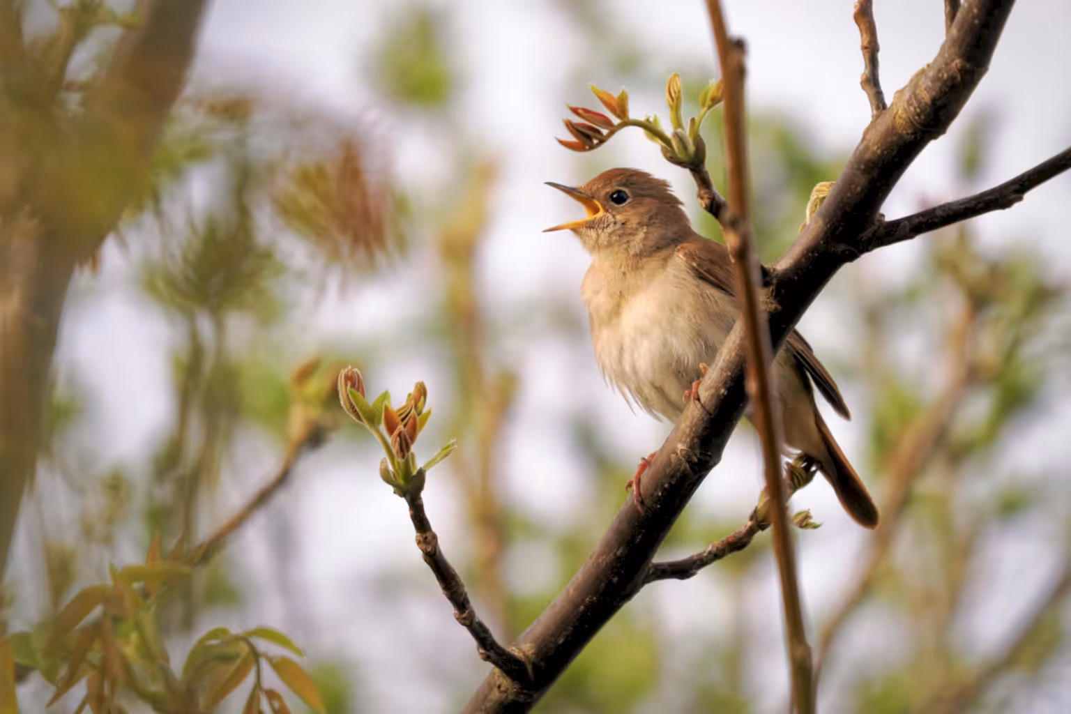 Nightingale