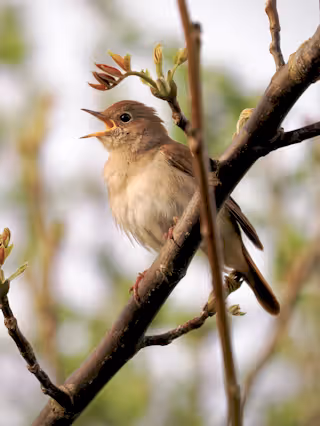 Nightingale