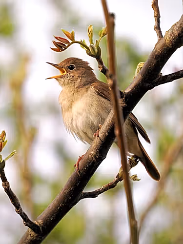 Nightingale