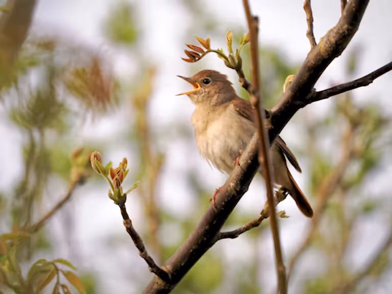 Nightingale