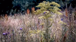 Wildflower meadow at Embercombe, Devon