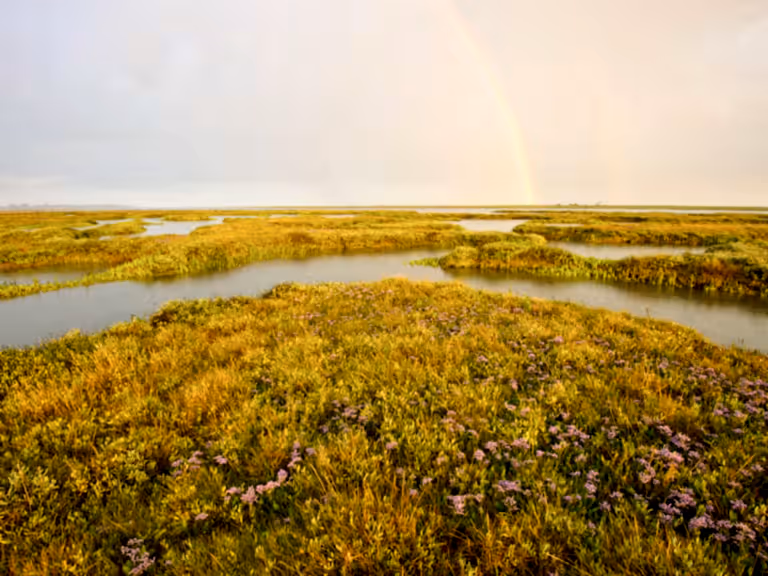 Estuary