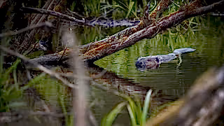Eurasian beaver swimming