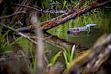 Eurasian beaver swimming