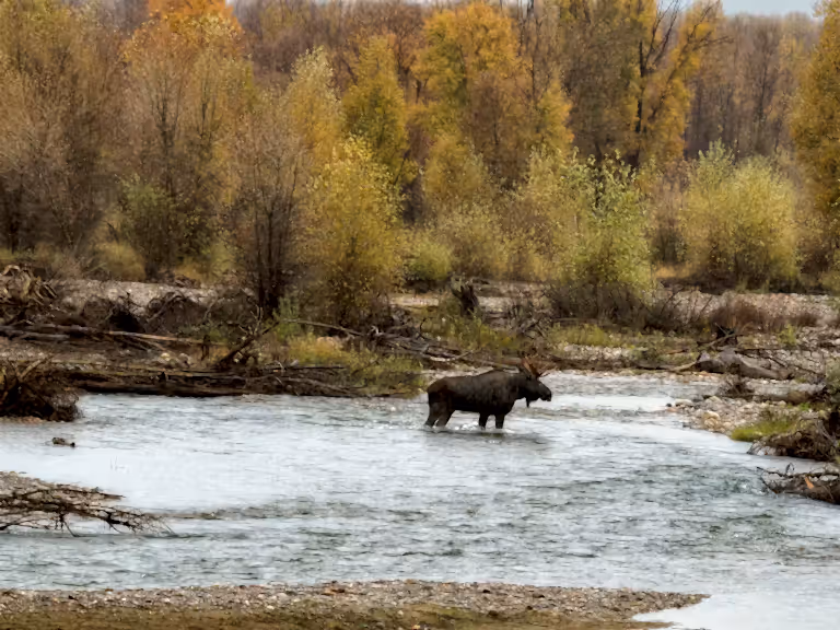 Eurasian elk