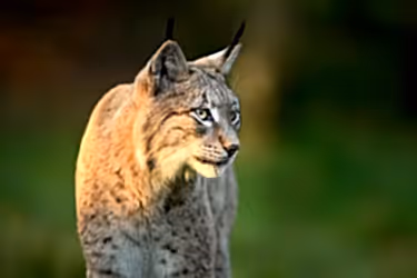 Eurasian lynx ( Lynx lynx ) close up