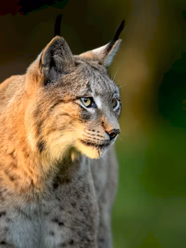 Eurasian lynx ( Lynx lynx ) close up