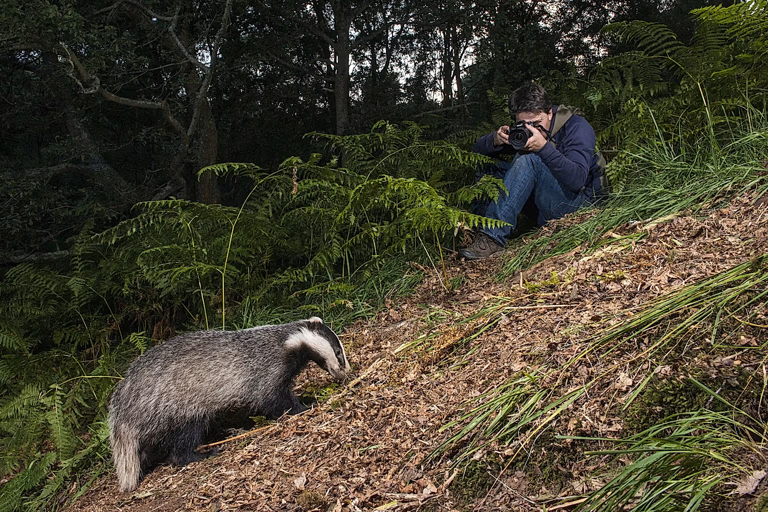 European badger and photographer