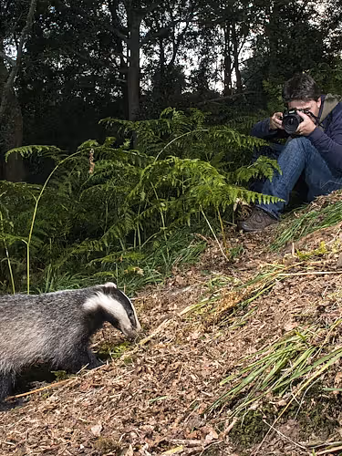 European badger and photographer