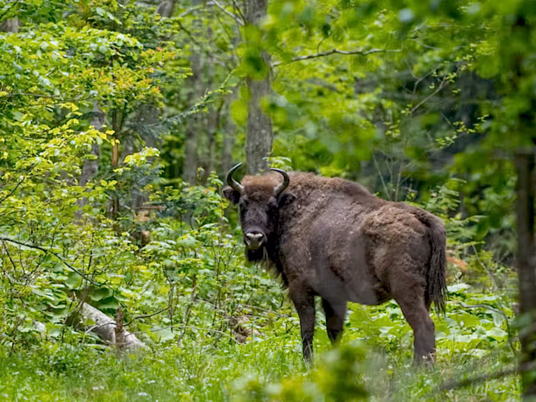 European bison forest