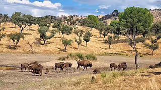 European bison on the plains in Southern Spain