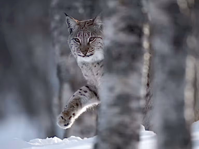 European Lynx adult female peering out from behind tree in winter birch forest in Bardu, Norway.