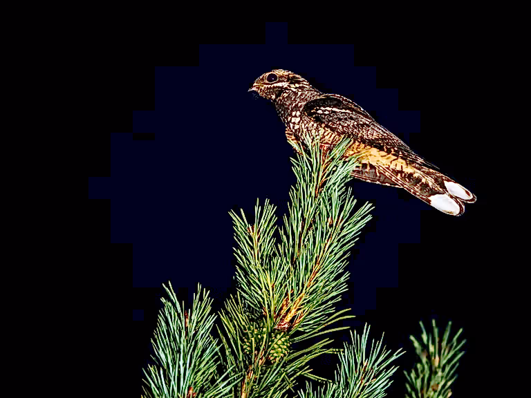 European nightjar