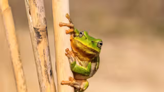 European tree frog clinging onto the stem of a plant