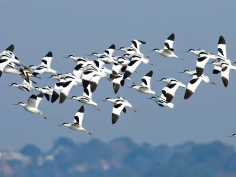 Avocet flock