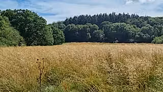 Dry grassland with woodland in the background