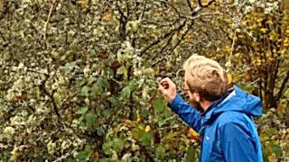 Someone looking at lichen on trees at a rewidling project in Gilfach, Wales