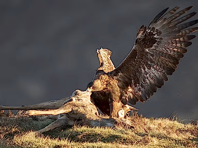 Golden eagle feeding