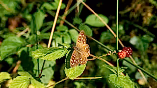 Speckled wood butterfly on bramble