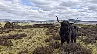 Highland cow in Northumberland landscape