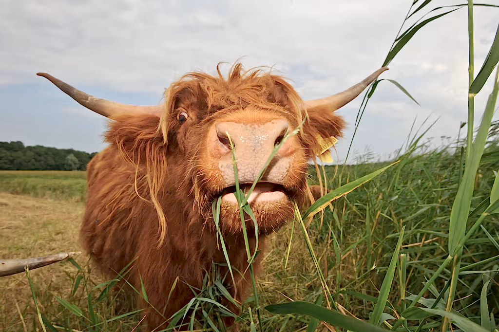 Highland cow in grass