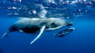 Humpback whale with calf in the Pacific Ocean.