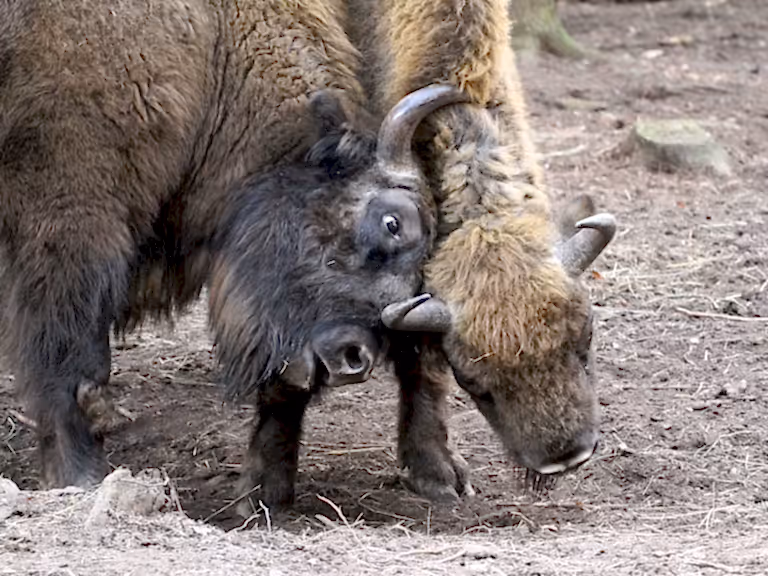 Bison at Wilder Blean