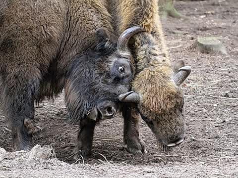 Bison at Wilder Blean