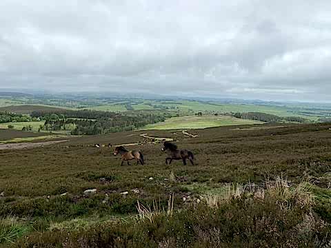 View of Hepple Wildlands with grazing animals